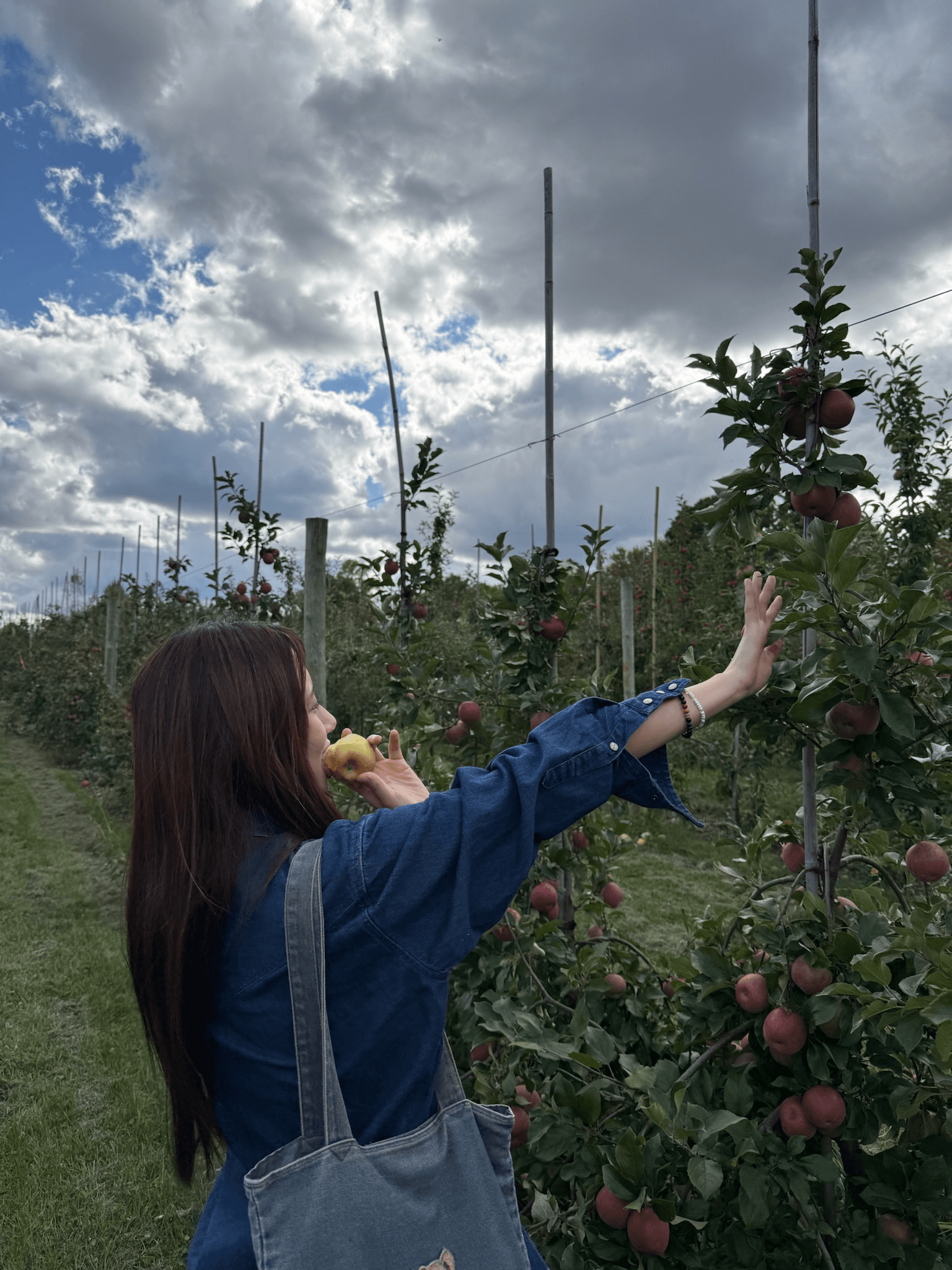Ashley picking an apple in an orchard on a cloudy day